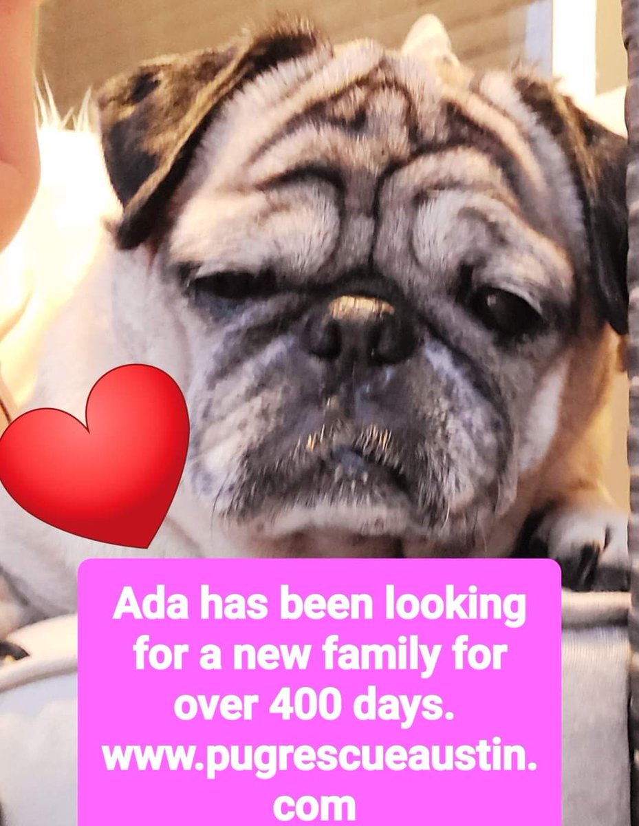 Help us get 11 year old Ada into a forever family! Share and email/text your Austin area friends that have a heart for blind/deaf senior doggies! Ada has a lot of love to give, extremely snuggly velcro pug! pugrescueaustin.com
