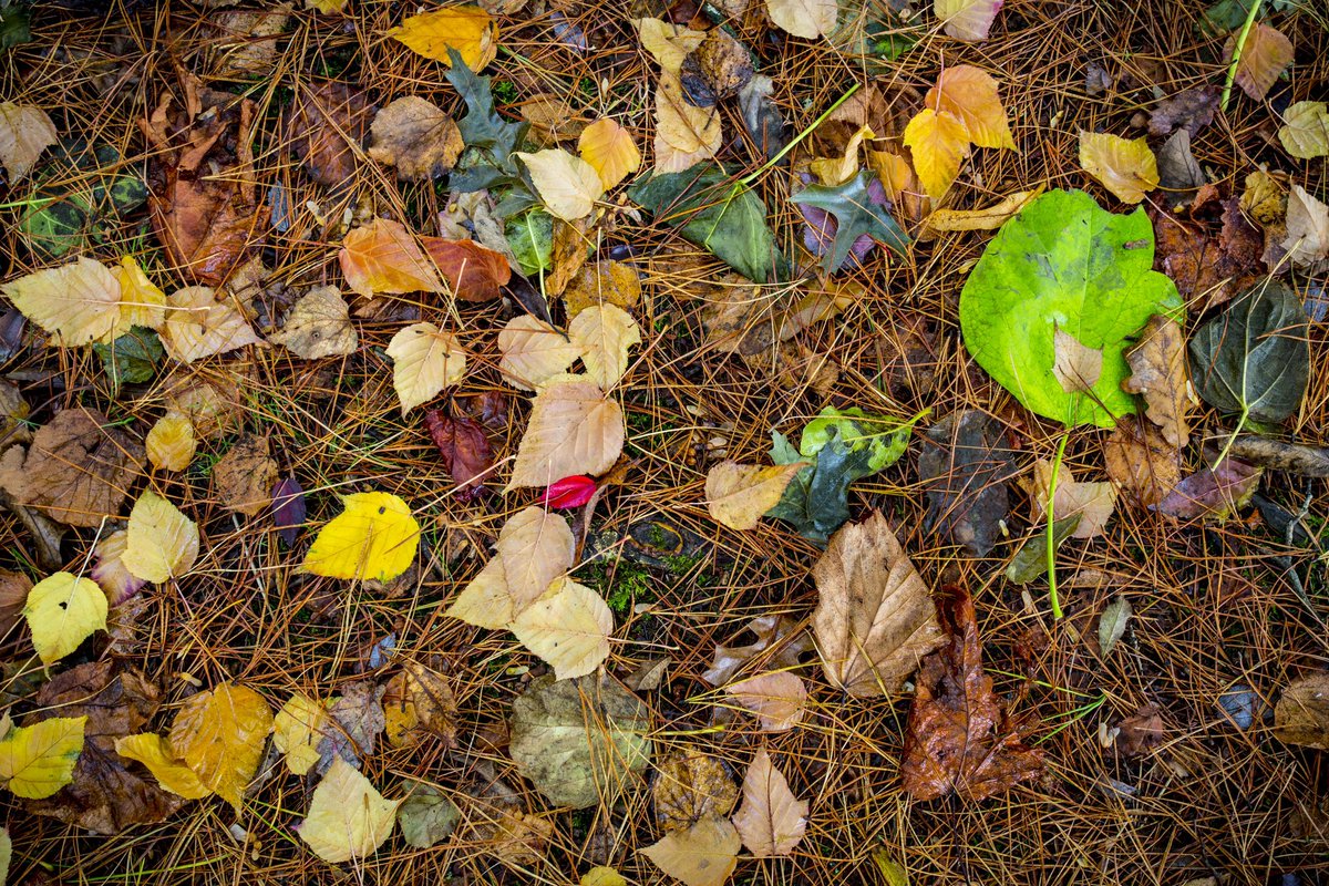 edmorrisuk's tweet photo. jewels of the forest floor
from the series … ‘the fallen’
#photography #photographer #photooftheday #photo #nature #picoftheday #beautiful #art #travel #canon5d #townandcountry #leaves #ThePhotoHour #woodland #uk #wales #thefirstplace #colourful #pine #deciduous #trees https://t.co/nOpap8BDRE