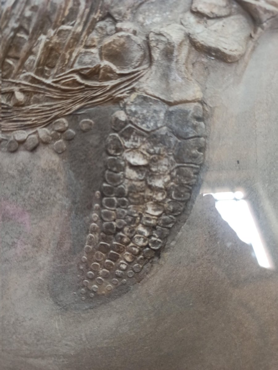 WhWafa's tweet image. Amazing visit to the Natural history museum in Paris