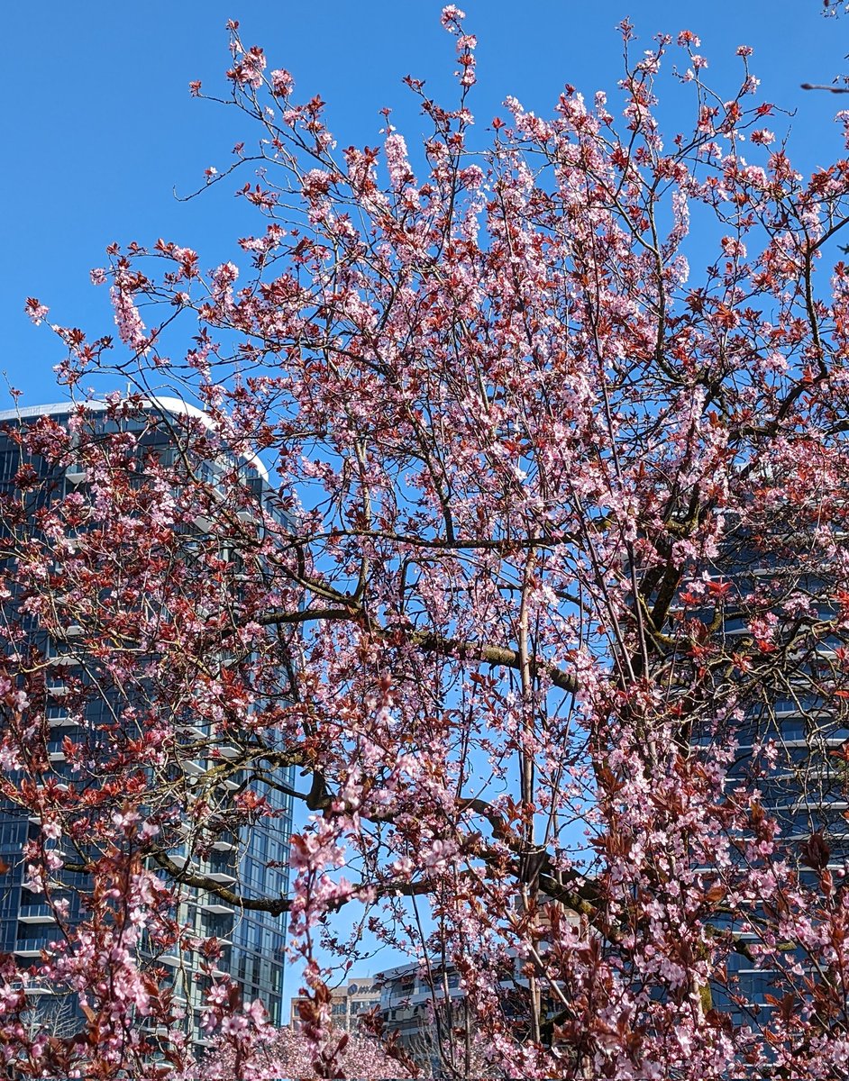@BellevueDotCom It really is nice today.
Caught some blossoms too
#bvue #bellevuespotting