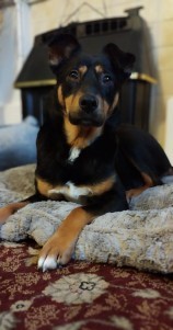 #LOST #DOG TESS 
Young Adult #Female #CrossBreed Black & Tan 
Small White Flash on Chest Neck & Toes #Spayed 
#Missing from East Brighton Golf Course 
#Brighton #BN2 South East
Saturday 16th March 2024 
#DogLostUK #Lostdog #ScanMe 

doglost.co.uk/dog/191045