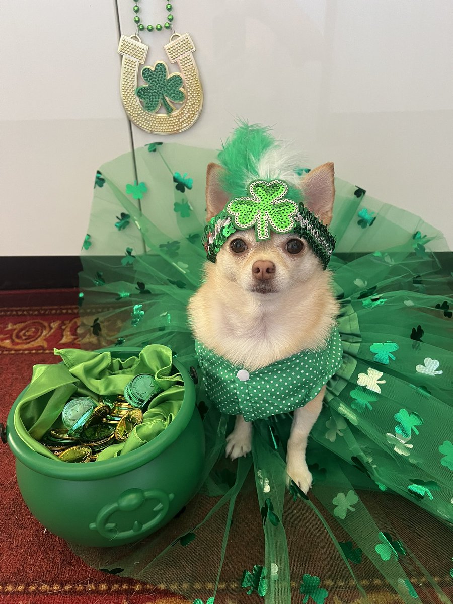 Pomchi_Puppy's tweet photo. ☘️Happy St Patrick’s Day☘️🐾

#tinkerbellthepomchi #dogsofx  #pomchi #dogsoftwitter #tatertotsquad https://t.co/JrXIIfNqyx