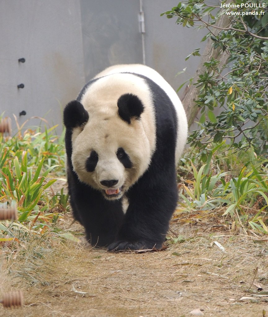 pandas_fr's tweet photo. 🐼 Le mâle #FuLong (#福龙) dont le nom signifie « dragon heureux » à la base des #pandas de #Chengdu le 3 mars dernier. Il est le premier panda né @zoovienna , c'était le 23 août 2007.
Toutes mes photos de mes visites récentes à Chengdu via ce lien ⤵️⤵️
https://t.co/eBNJFAk8tt https://t.co/4CaeXaSijP