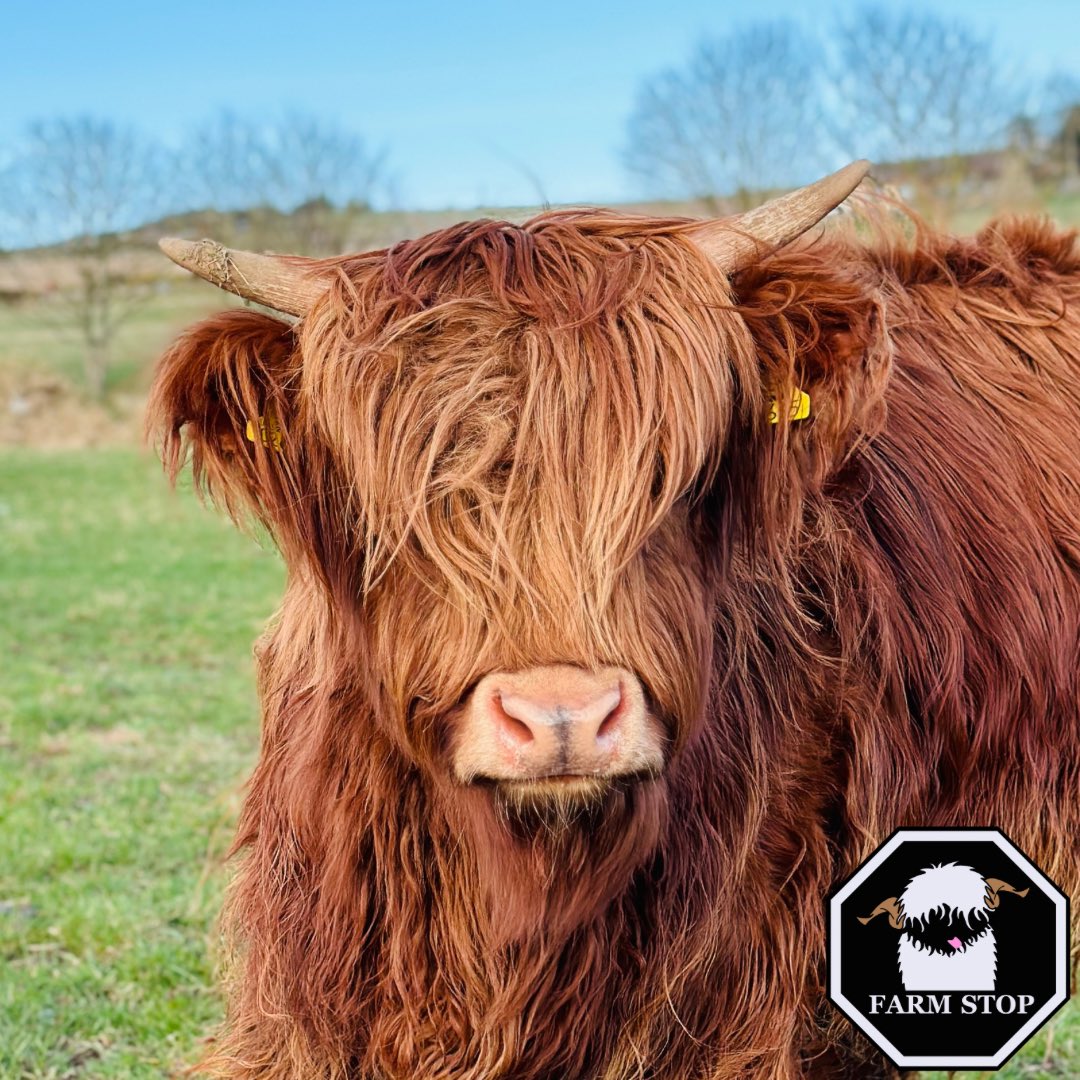 🐮🧡CARAMEL🧡🐮 

Hope you’re all having a MOO-vellous weekend! 😘 

Did you meet Caramel last year? 🥰

🐮 farmstop.co.uk 🐮 

#farmstop #farmstopaberdeenshire #farmlife #aberdeenshire #familyfarm #highlandcowlover #highlandcow #cowlove @visitabdn @VisitScotland