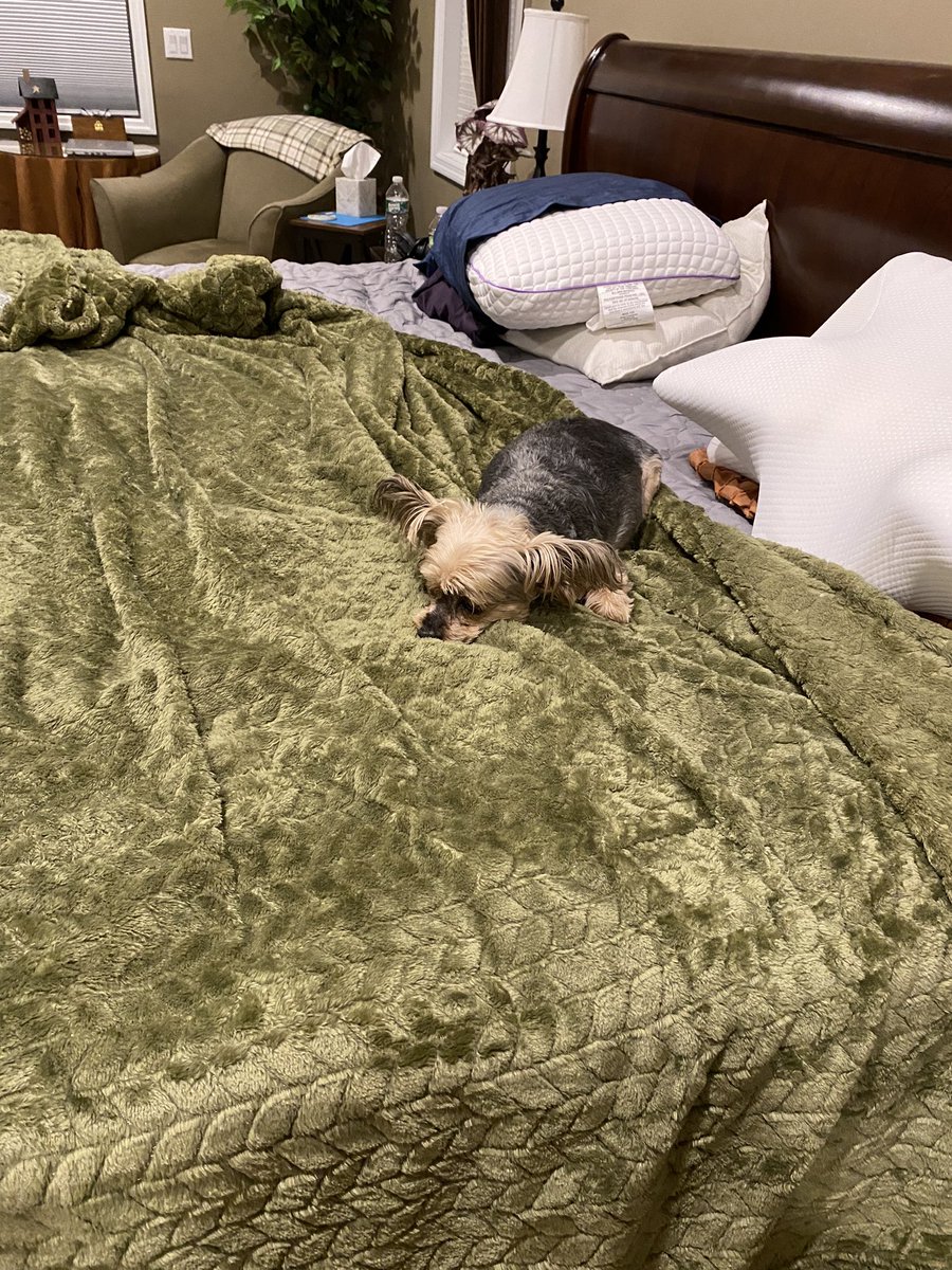 SaphireChick97's tweet photo. Love dog sitting my little man 🥰🥰🥰 https://t.co/RtrbOWoQax