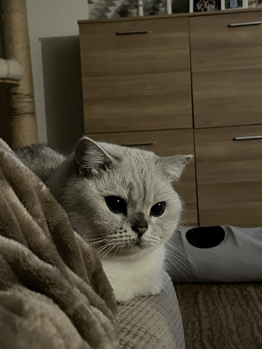 floatinghan's tweet image. my cats are sitting next to me like that and i am dying of cuteness-aggression 😭🥹