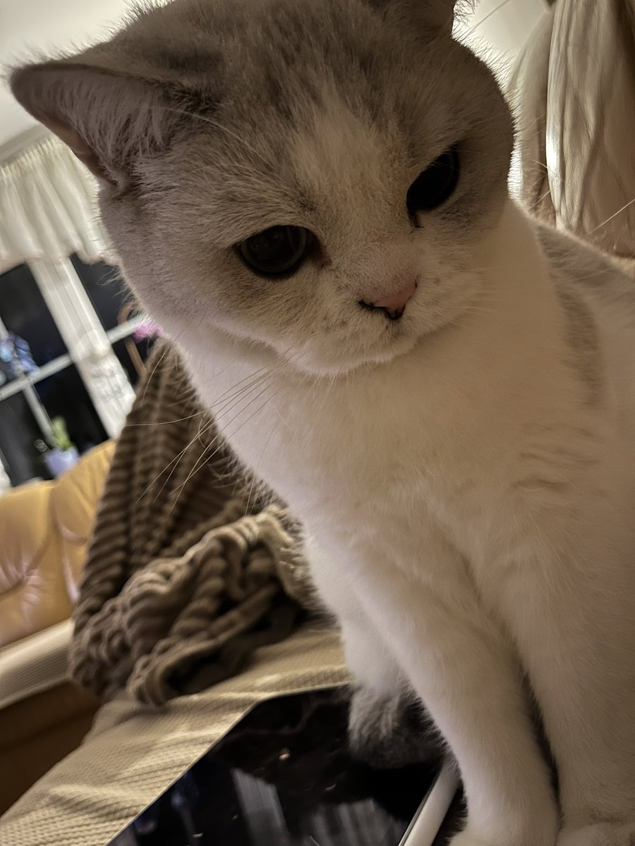 floatinghan's tweet image. my cats are sitting next to me like that and i am dying of cuteness-aggression 😭🥹