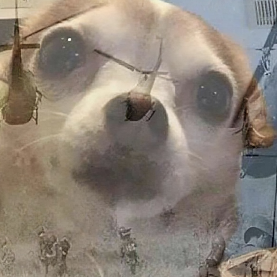 dogwifptsd's tweet photo. @levelsio Should definitely pick up some $PTSD

#dogwifptsd https://t.co/KAM7N8oSck