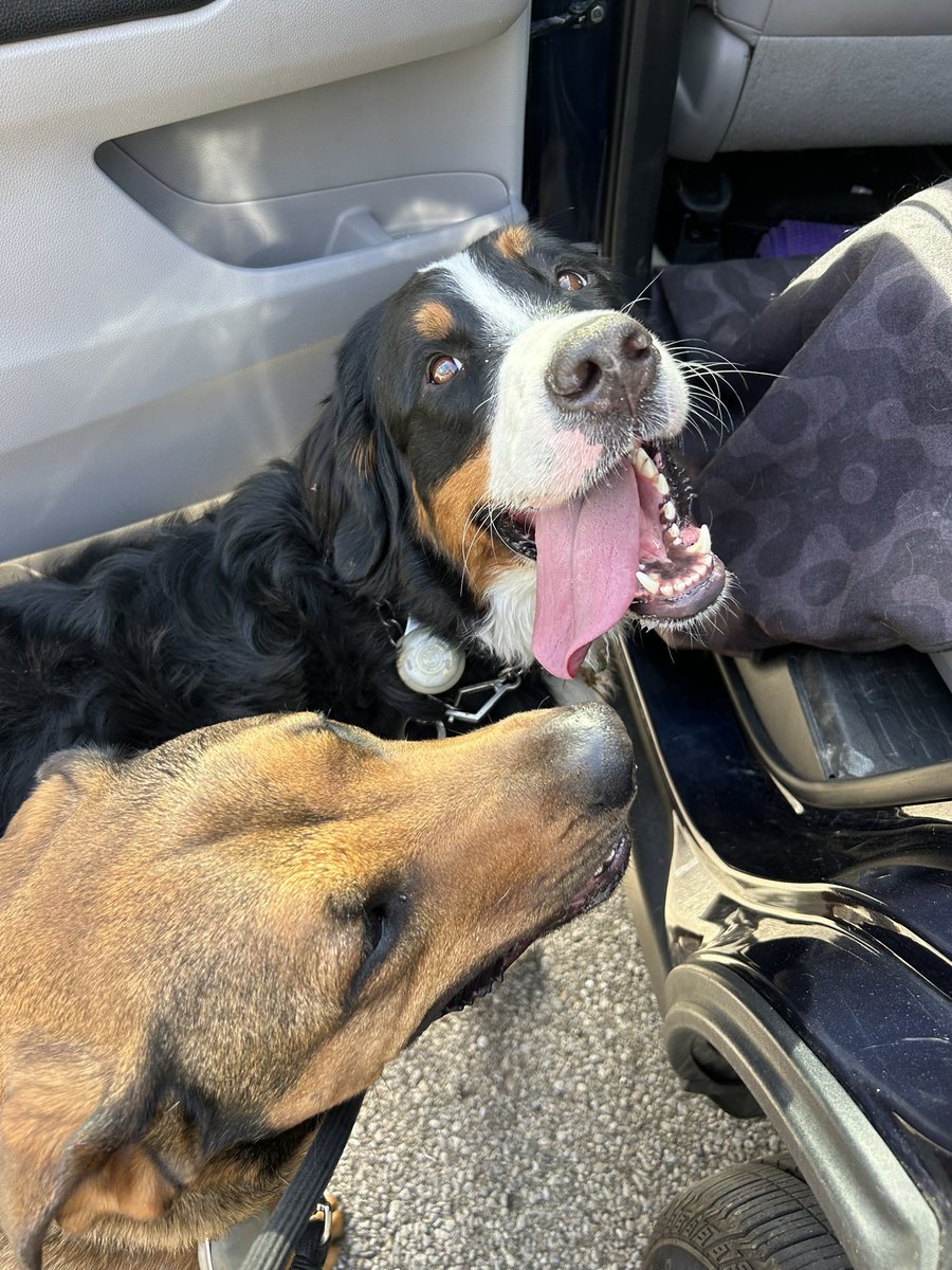 RES_sjsfraley's tweet photo. 🐕‍🦺🦮these two are big fans of the step challenge at school! #bluedevilway 🐾 https://t.co/9PEwVIz4XK