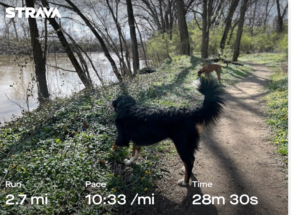 RES_sjsfraley's tweet photo. 🐕‍🦺🦮these two are big fans of the step challenge at school! #bluedevilway 🐾 https://t.co/9PEwVIz4XK
