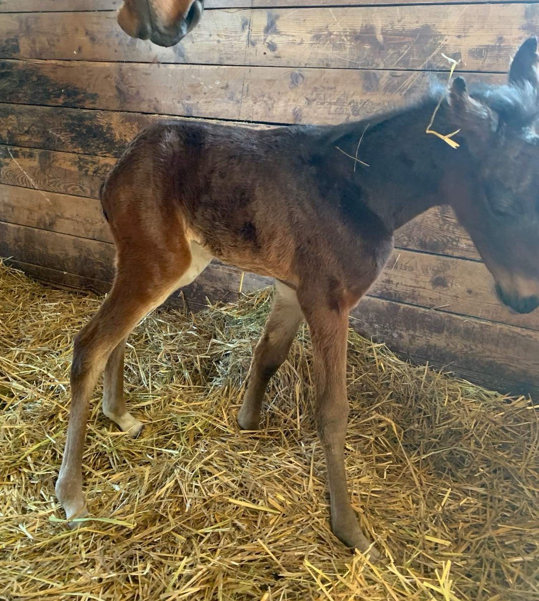 BlueChipGuru's tweet photo. We are happy to announce the much anticipated arrival of this filly! Bettor’s Delight x Lady Mattgalane

She’s a full sister to Open pacer Velocity Lady and we know she has a very bright future ahead! Congratulations to her owner! #BreedWithBlueChip https://t.co/xCwWxCQdhn