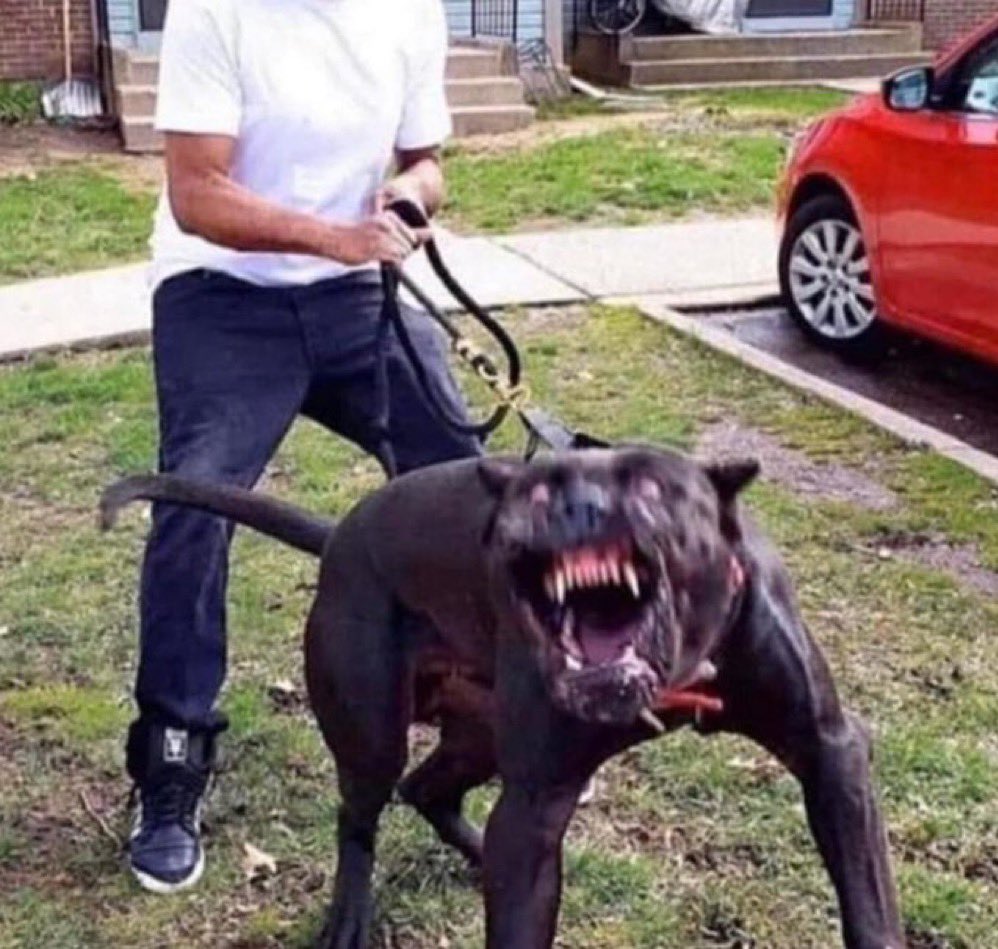 PookiesParadise's tweet photo. “he don’t even bite” https://t.co/iFdzd2RNvx