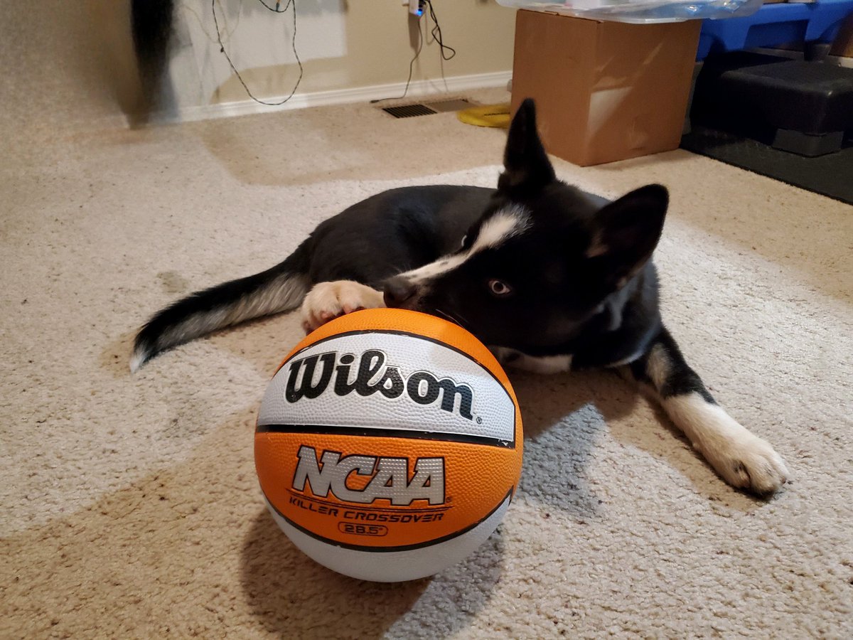 Powrdawg's tweet photo. 🐾🏀 Instead of college basketball, imagine a bracket with dog breeds! Who’d be your top pick? I'm giving the #1 spot to the Siberian Husky! 🐶❄️ Which breeds would you add to the bracket? Share your thoughts in the comments! Let the doggy madness begin! 🎉🐕 
#DogBreedBracket https://t.co/RPUZCPcax6