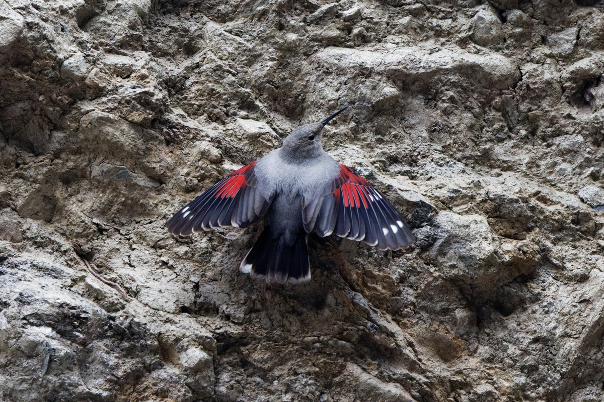 David Wright tweet media