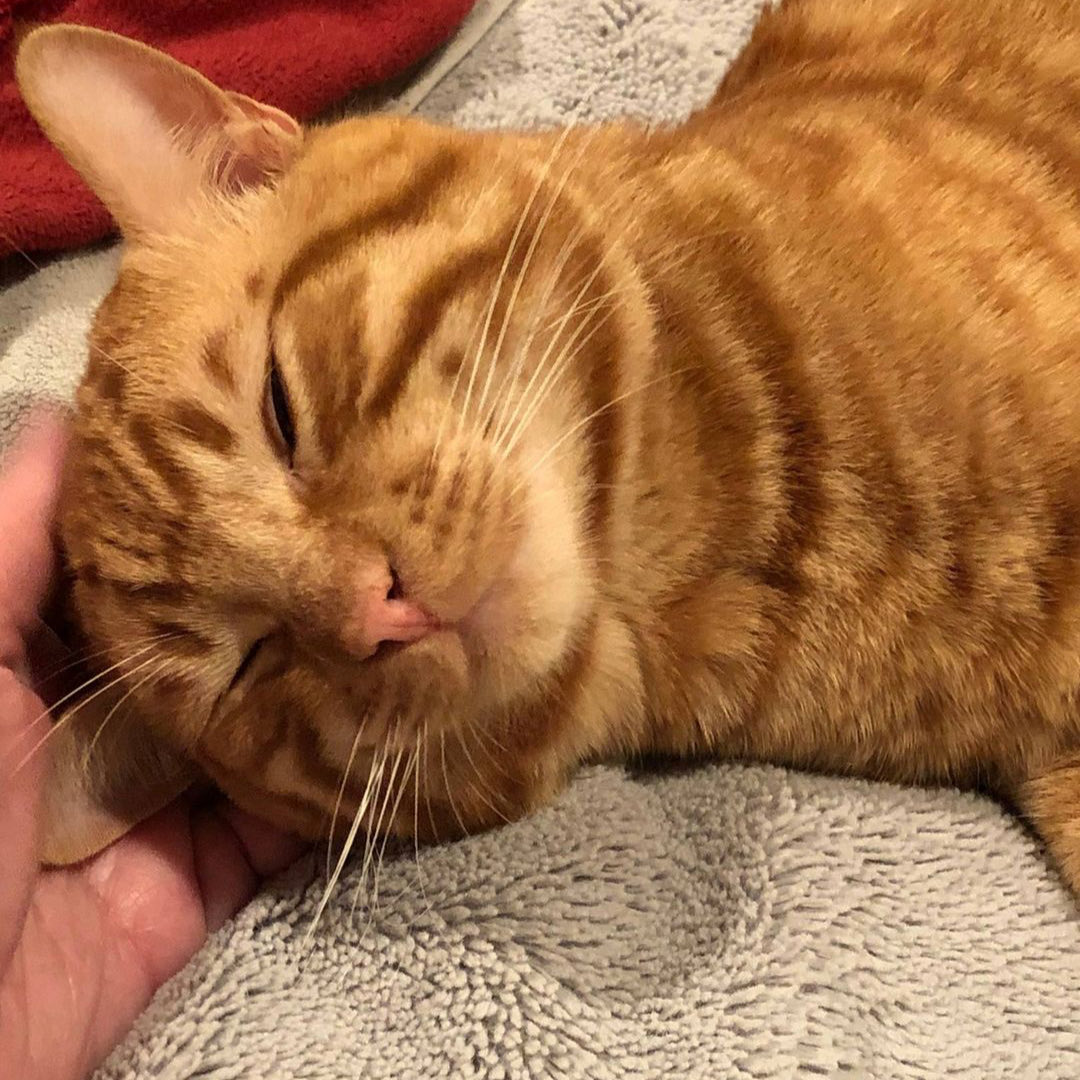 Someone was having an existential crisis and insisted I must stop everything to scritch him.

#Caturday #WritersWithCats #AmWriting #AmWritingRomance #AmWritingHistoricalRomance #AmWritingMystery #AmRevising #RomanceWriter #WritingCommunity