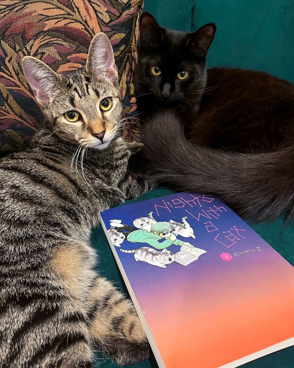 yenpress's tweet photo. There's nothing like reading a book about a cat, with cats 😌🐈‍⬛🐈❤️

Nights with a Cat, Vol. 3 is available March 19th! https://t.co/cAg2XLi7lS https://t.co/DUs8YrKNey