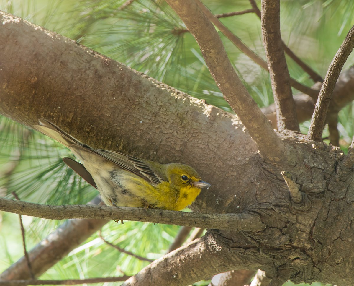 Found a pine on a pine! FOS and FOY- Pine Warbler #birdwatching #warbler #bird #nycwildlife #BirdsSeenIn2024
