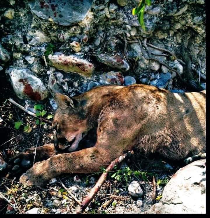 Blog del Narco México tweet media