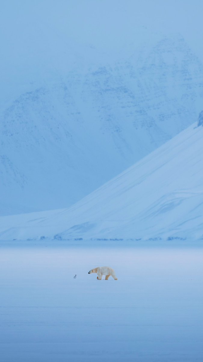 Wild encounter in the arctic. 🐻‍❄️