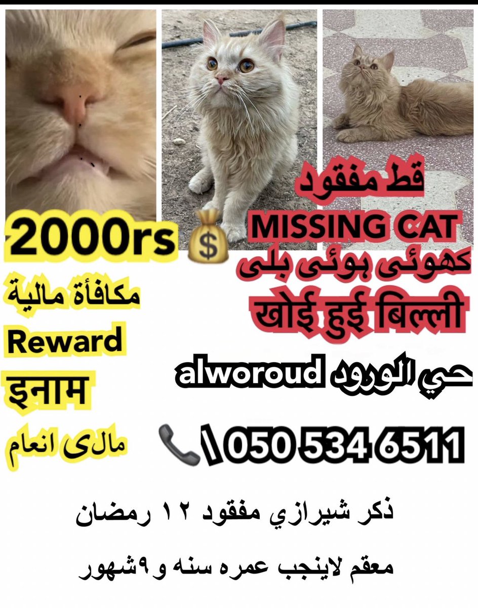 قطوه قطو قط مفقود في الخرج tweet media