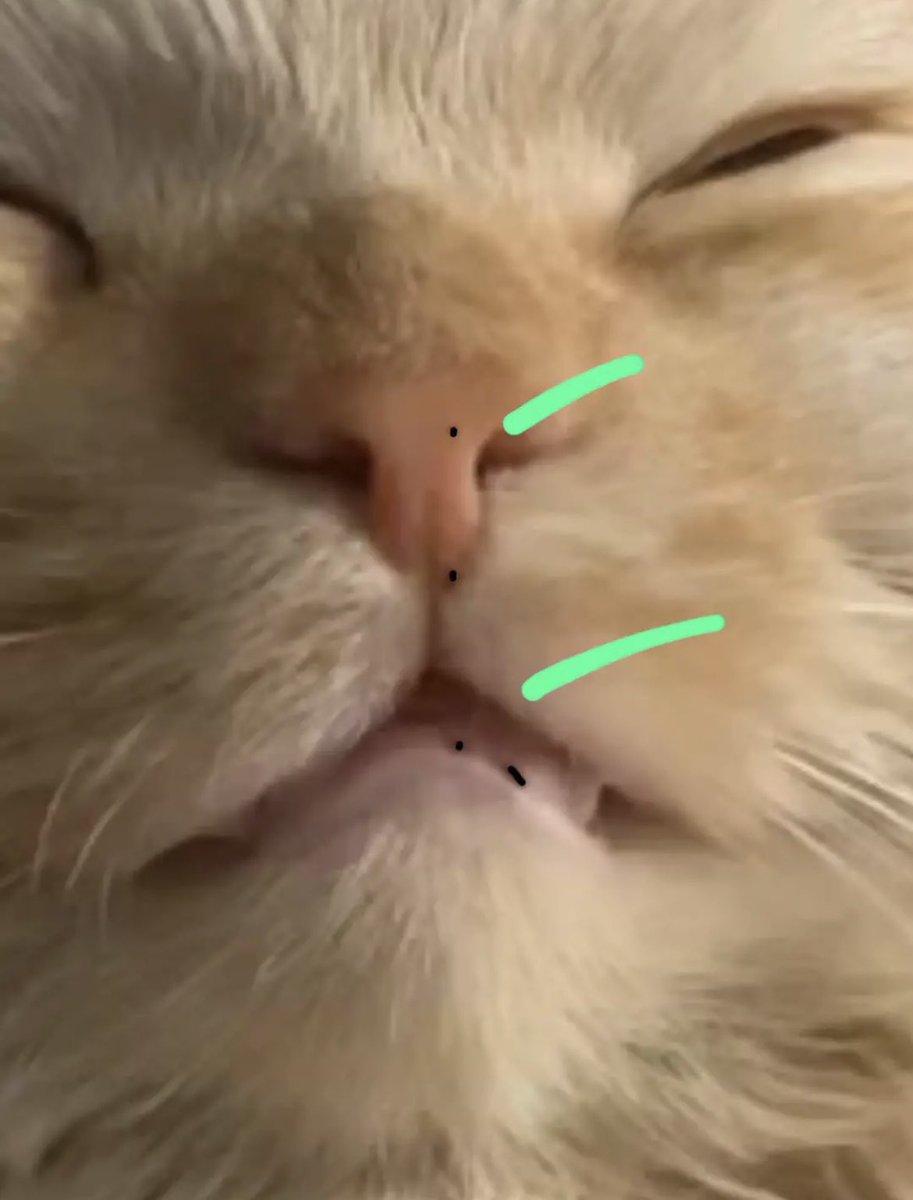 قطوه قطو قط مفقود في الخرج tweet media