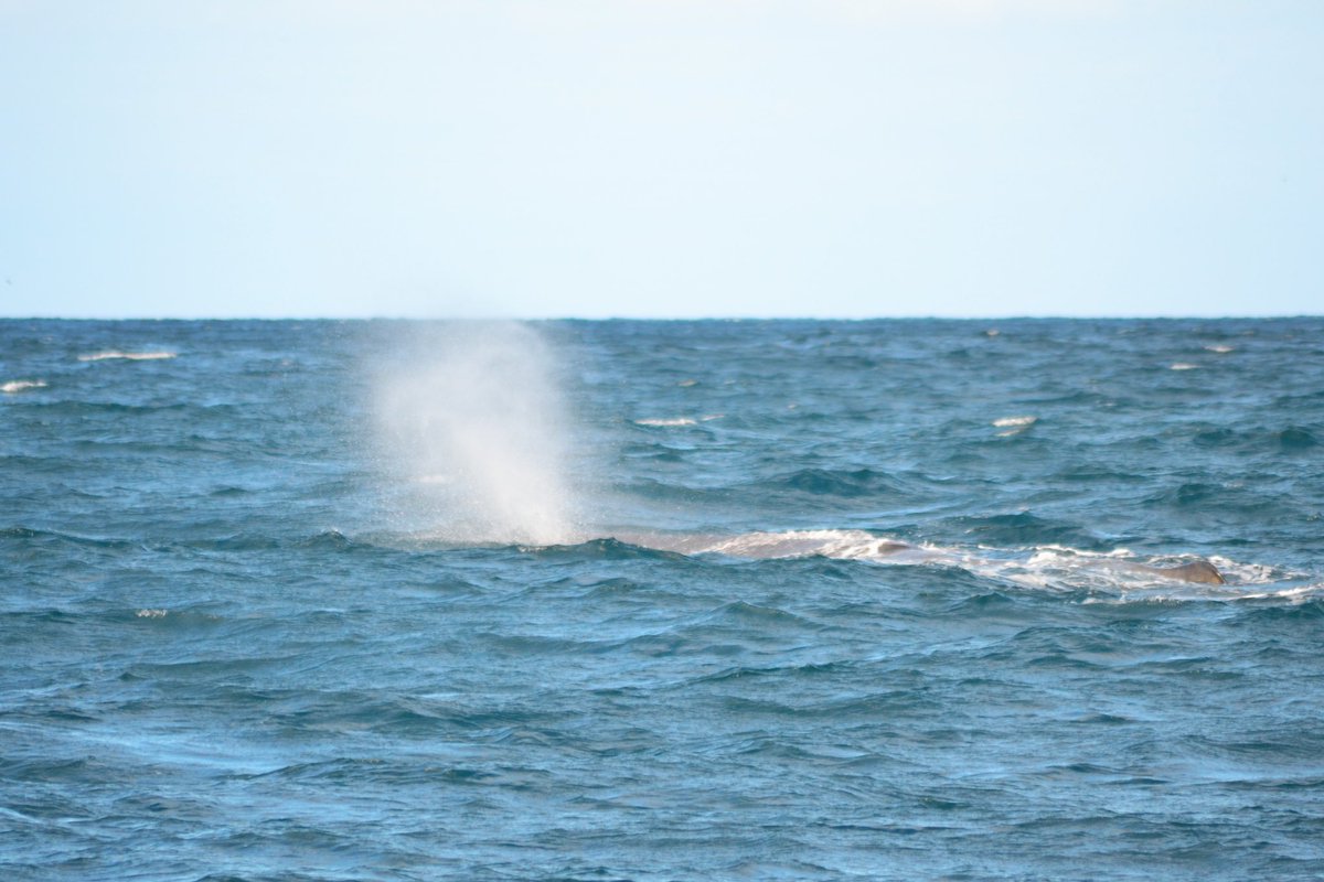 Sperm whales, dusky dolphins, fur seals and albatross! All firsts for me, happiest lil marine biologist ever 🌊🐳