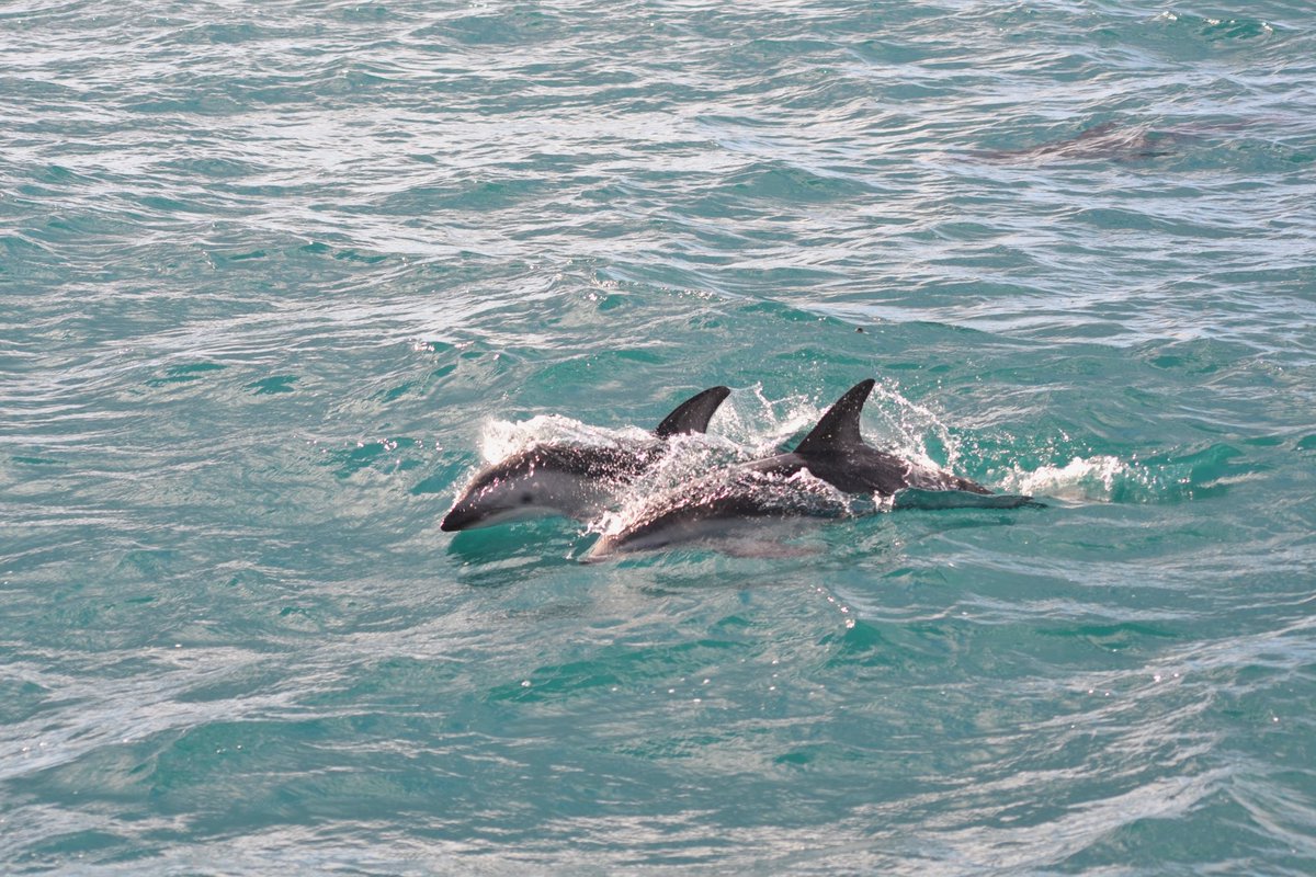_apjames's tweet photo. Sperm whales, dusky dolphins, fur seals and albatross! All firsts for me, happiest lil marine biologist ever 🌊🐳 https://t.co/y3UpIcKuFa