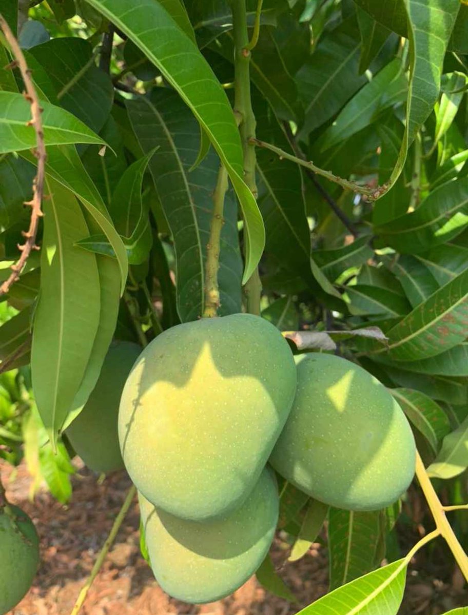 सुरज आंबेलकर🇮🇳 tweet media