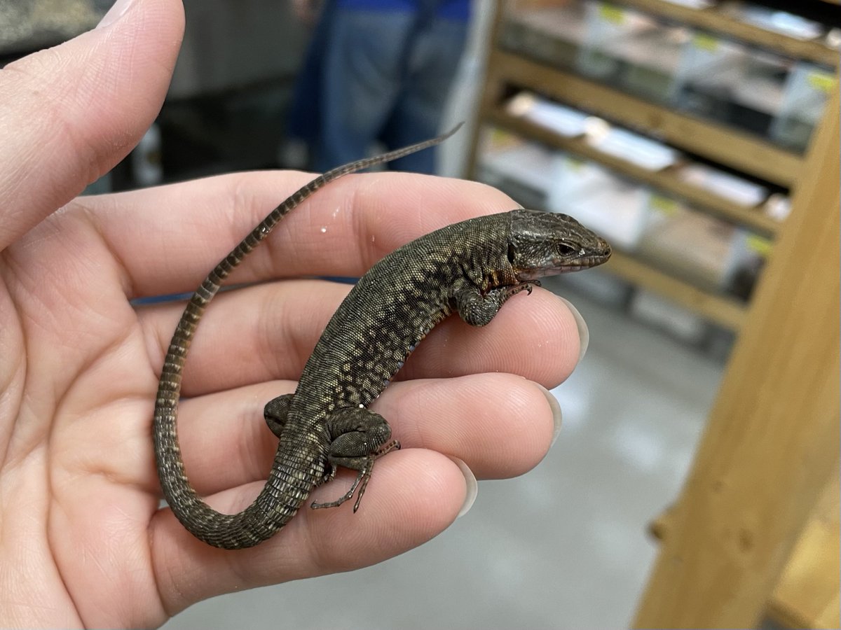 爬虫類倶楽部中野本店 本アカウント on X