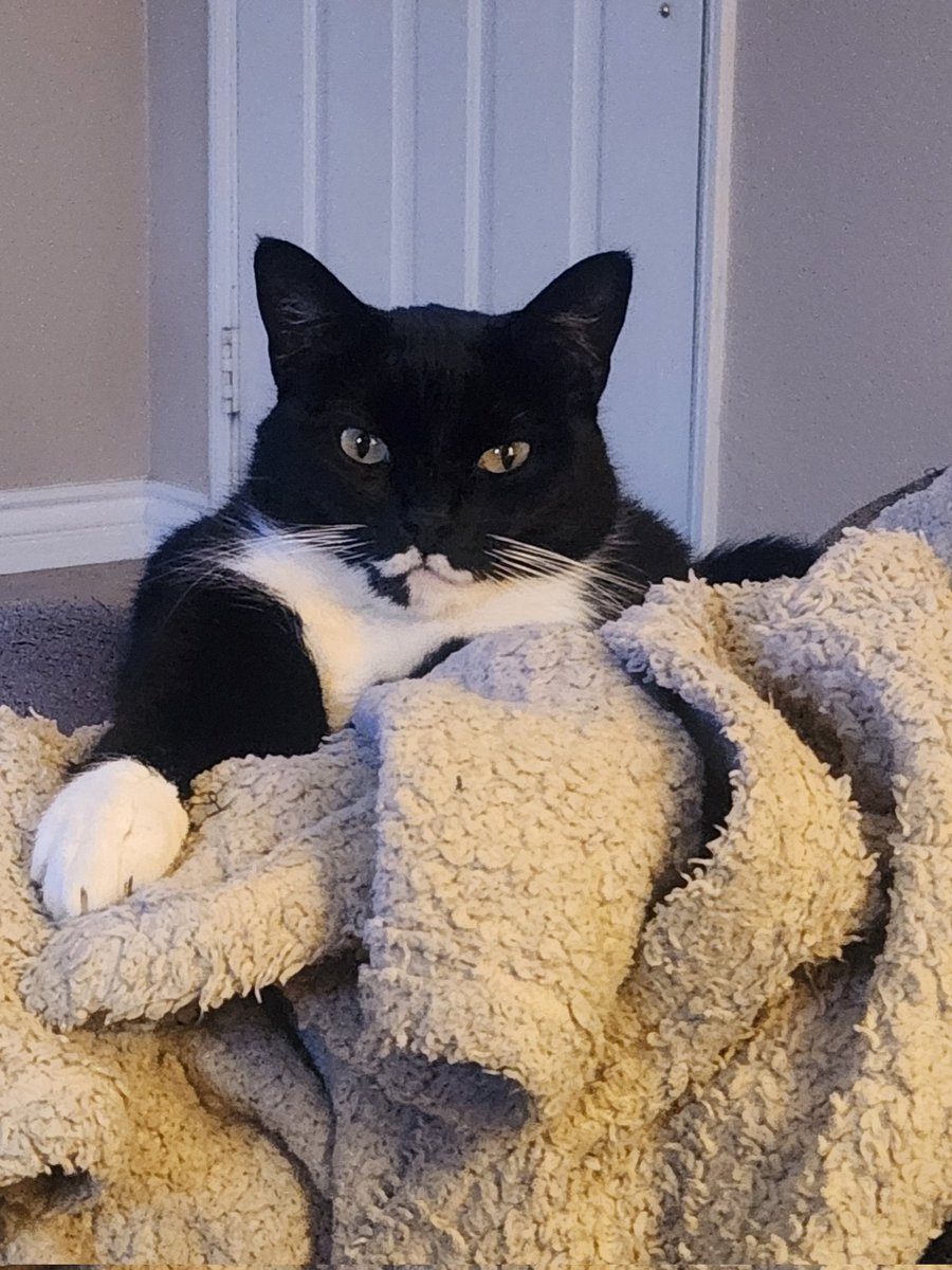 King Figaro! 🤴 
#figaro #shadow #kitten #spike #catslife #tuxie #tuxiegang #tuxiesrule #tuxedocats #gingerkitty #bondedbrothers #CatsLover #BondedPair
#tuxedocat #caturdaycuties #AdoptDontShop #lovemycats #whiskerswednesday