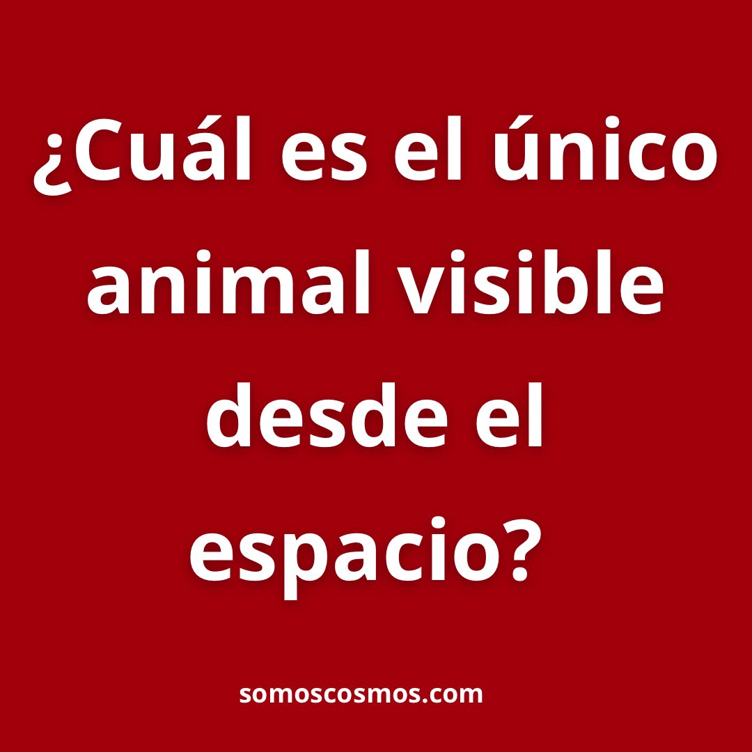 Informa Cosmos tweet media