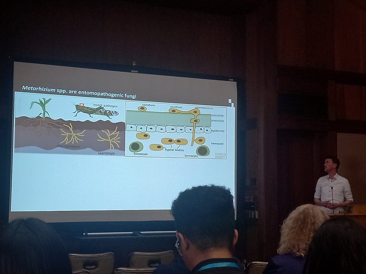 Nice to see some #Metarhizium work at #Fungal24 🍄 

Michael Habig: whole chromosome transfer between asexual lineages of Metarhizium species 🧬