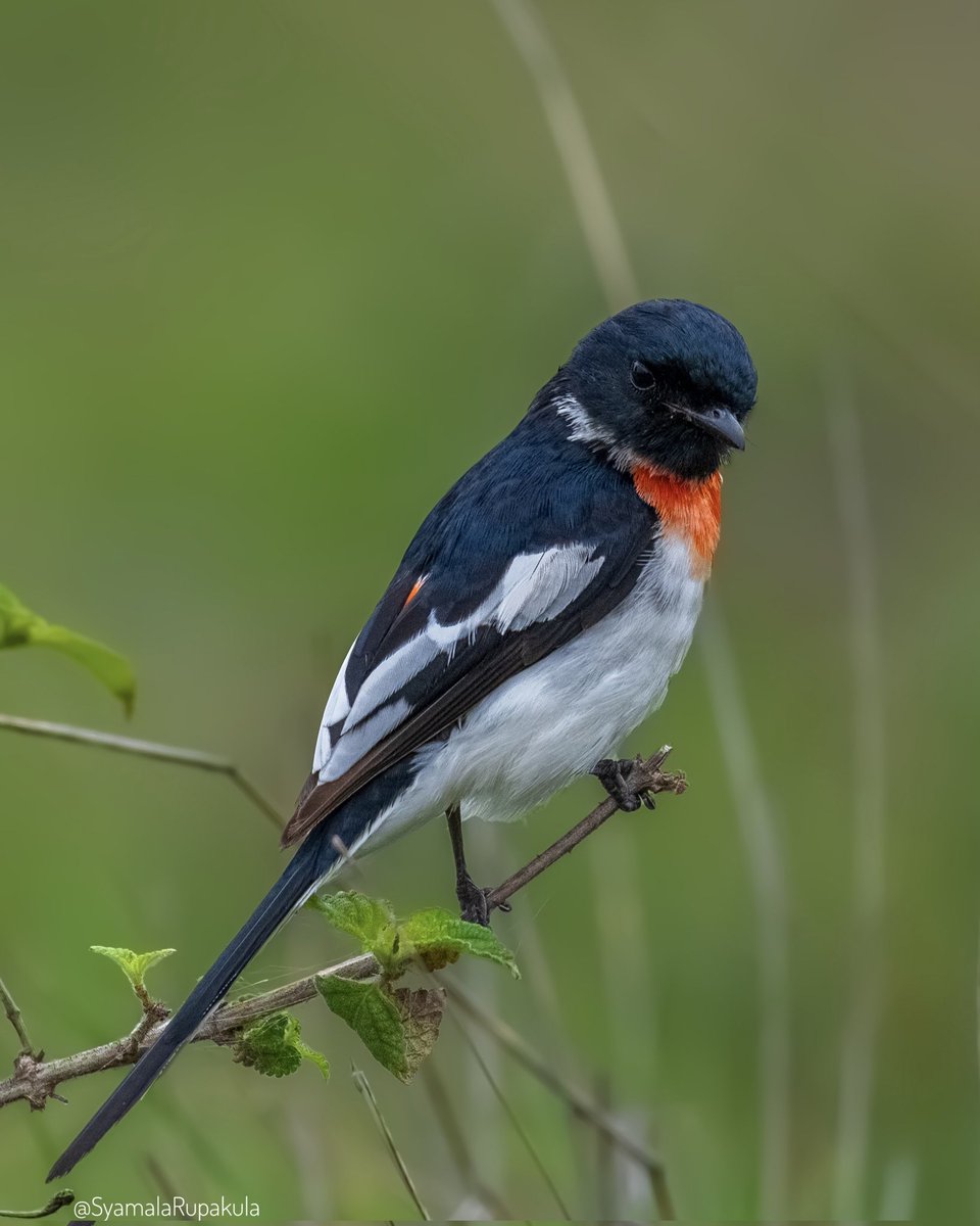 #indiaves #ThePhotoHour #BirdsOfTwitter #TwitterNatureCommunity #wildplanet #wildlife #BBCWildlifePOTD #BirdsSeenIn2024 #NatureIn_Focus #birdtwitter #birds #natgeoindia White-bellied Minivet