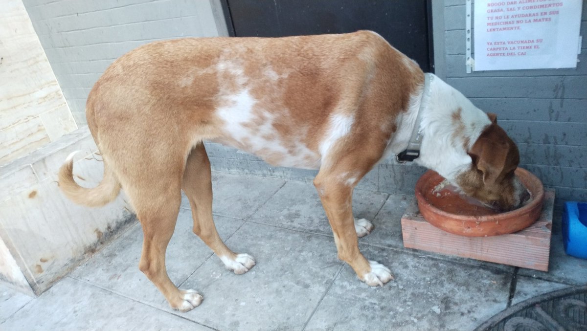 Se requiere la ayuda de alguien que pueda tomar el caso de NATASHA
Perrita viejita CAI campo verde Bosa, Bogotá Colombia 
La agente de turno indica que recibieron orden de su coronel de no dar AGUA y prohibir que la comunidad la alimente
<a href="/malizca526/">Martha Cecilia</a> <a href="/PlataformaALTO/">Plataforma ALTO</a> <a href="/AsociacionMi/">Asociacion de Protección Animal Mi Mejor Amigo</a>