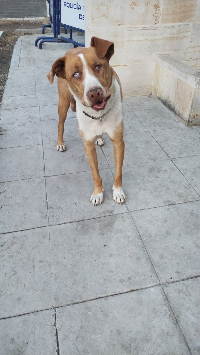 bdmercadeo's tweet photo. Se requiere la ayuda de alguien que pueda tomar el caso de NATASHA
Perrita viejita CAI campo verde Bosa, Bogotá Colombia 
La agente de turno indica que recibieron orden de su coronel de no dar AGUA y prohibir que la comunidad la alimente
@malizca526 @PlataformaALTO @AsociacionMi https://t.co/ABBJeMHz4n