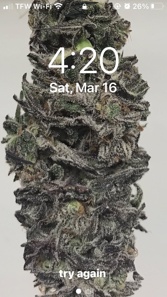 Jurassic Blueberries tweet media