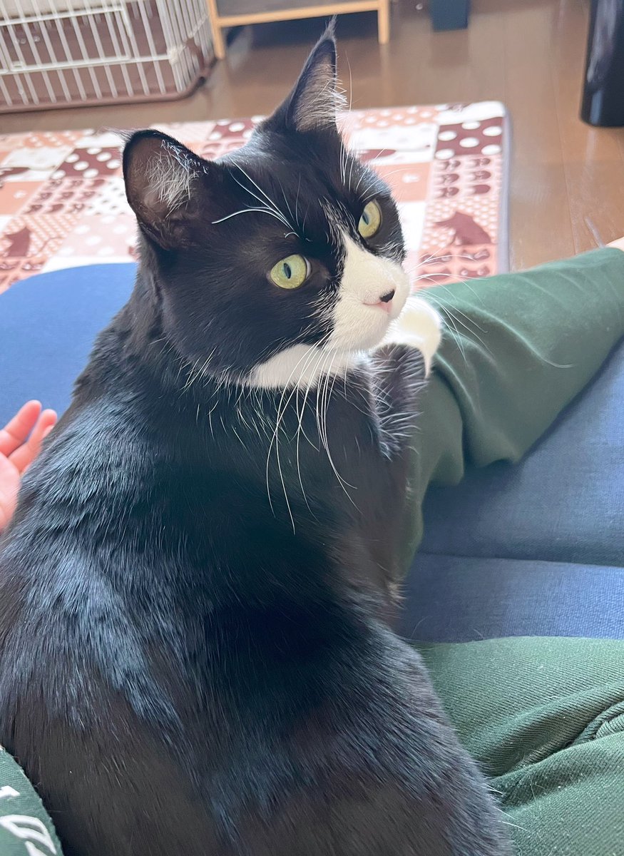 おはにゃん😻💖