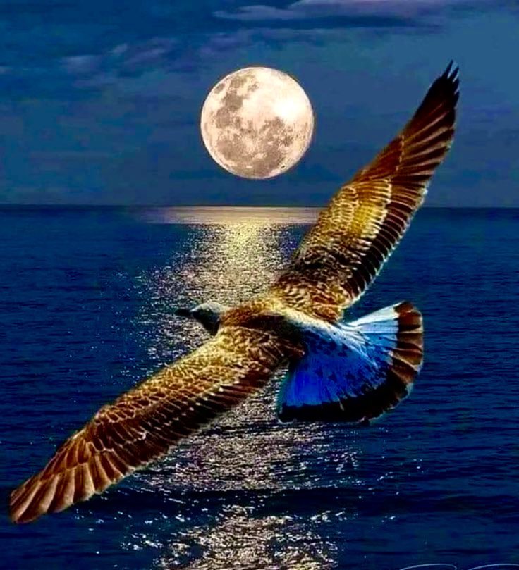 Buenas Noches !! Un Feliz Descanso,. Dejar volar vuestros. Sueños!! Hasta mañana. Gracias por vuestra, Amistad!!