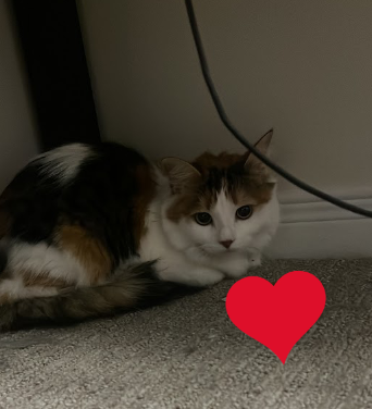 PhoenixxVT's tweet photo. GOOD NEWS AND BAD NEWS!

Unfortunately the bad news is that i gave Daisy to one of my friends, he recently got married and since his wifes been looking for a cat he asked me if he could have her. 
I didnt really want to but hes been a good friend to me for a while now so i decided to let him have her since i know she will be treated well! 
Daisy is also more of a solo cat aswell so i think its for the best!
This was the  same friend who was also nice enough to let me have Shadow permanently when he couldnt find him a house so i think this is fair, although it does make me sad lol
Ill miss my silly little Daisy baby but atleast shes taken care of so thats nice, ill make sure to get pictures of her every now and then!❤️

ON THE BRIGHT SIDE THOUGH! THE GOOD NEWS IS THAT I NOW HAVE A VALID REASON TO GET ANOTHER CAT >:D