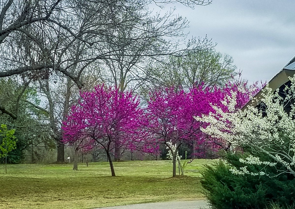 Oklahoma Red Bud Trees 💞 and they are sure beautiful