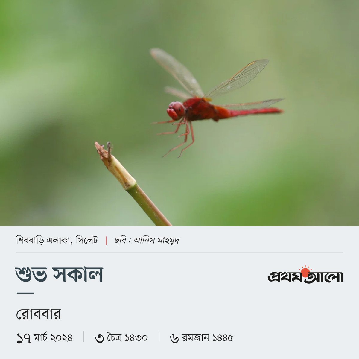 Prothom Alo (@prothomalo) on Twitter photo 
