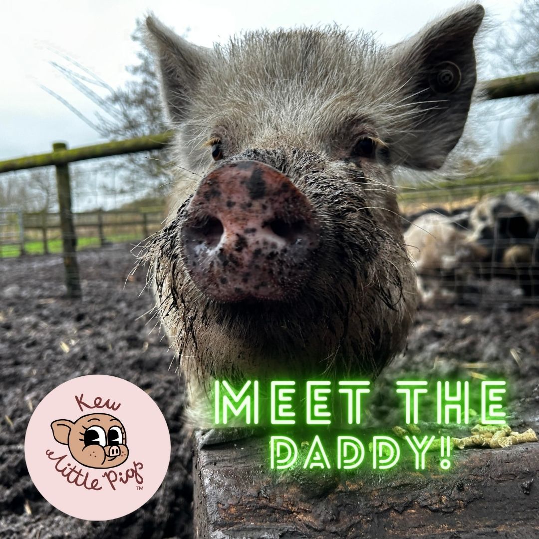 Quite rightly it's all about our lovely mums Blossom. Squeaks and Tina and their piglets right now. But here's a shout out to Daddy Henry! Henry surprised us all by impregnating all three sows. Not giving the other boars a look in! Busy boy! #daysoutuk #animalattractions