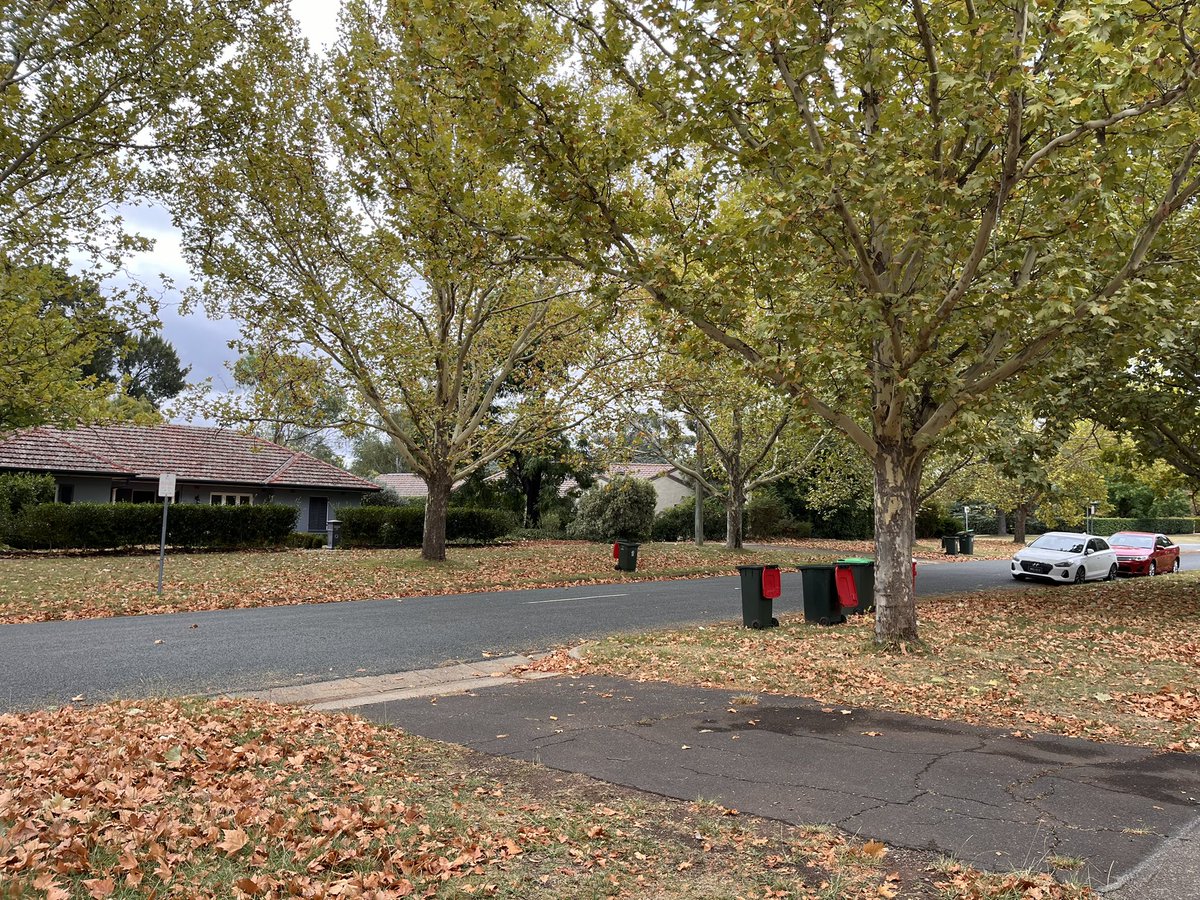Interesting walking around Canberra, a purpose-built capital, designed by a Chicagoan in 1911, whose residential streets remind me in every way of suburban Dalllas.