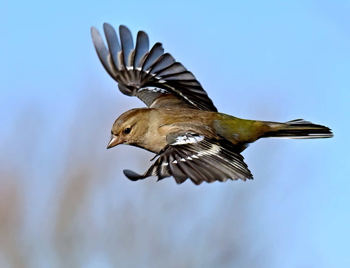 Female Chaffinch in flight. 😊
 Taken recently at RSPB Greylake in Somerset. 🐦