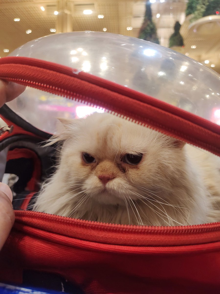 _DeveshPant's tweet photo. @airindia why are your pet policies not updated because of which your passengers have to suffer at the airport for no fault of there's

@PetaIndia I would like to bring this to your notice as well on how airlines in general are being so casual with pet policies in India. https://t.co/O9OWLut9cz
