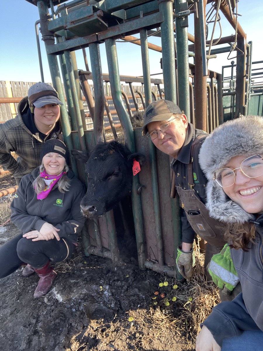 The post office ranch got the replacement heifers branded and vaccinated today kind of a family tradition with just the four of us always a fun time lots of joking around and a bit of work getting done!