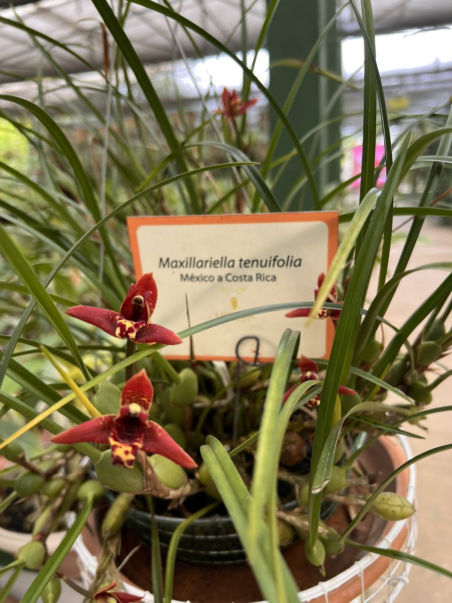 CarmenAcedo's tweet photo. Como colofón a #MonocotsVII excelente visita al #JBLankester #CIJBL #UCR
#Bromeliaceae y #Orchidaceae un espectáculo y muchas sorpresas de otras partes del mundo como: #JadeTree de Filipinas o colección de #Cactaceae
#PuraVida https://t.co/AhtNhZY0oi