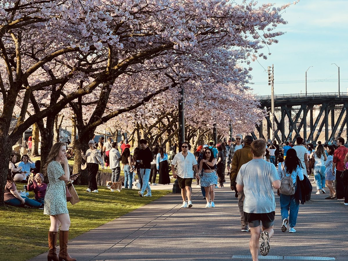 maccoinnich's tweet photo. Cherry blossoms at Waterfront Park, Portland https://t.co/cXljdssOmH