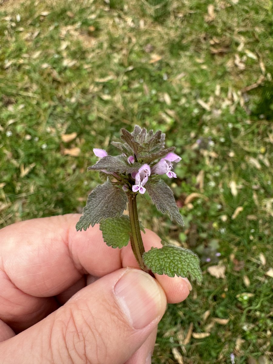 dcfeng's tweet image. 100x enlarged