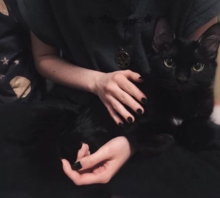 Black cats are not bad luck (@visualscat) on Twitter photo 